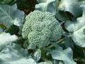 Foto von Broccoli