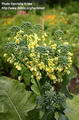 Foto von Broccoli