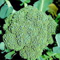 Foto von Broccoli