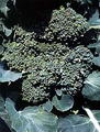 Foto von Broccoli