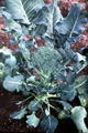 Foto von Broccoli