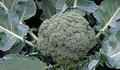 Foto von Broccoli