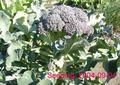 Foto von Broccoli
