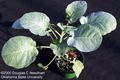 Foto von Broccoli