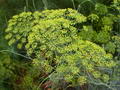 صورة Dill