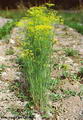 صورة Dill