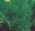 صورة Dill