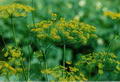 صورة Dill