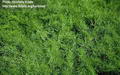 صورة Dill