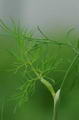 صورة Dill