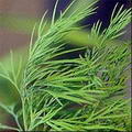 صورة Dill