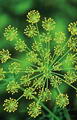 صورة Dill