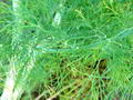 صورة Dill