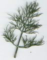 صورة Dill