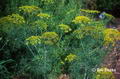 صورة Dill