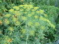 صورة Dill