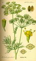 صورة Dill