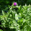 Milk thistle 的图片