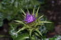 Milk thistle 的图片