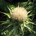 Milk thistle 的图片