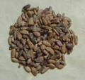 Milk thistle 的图片