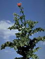 Milk thistle 的图片
