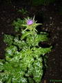 Milk thistle 的图片