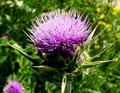 Milk thistle 的图片