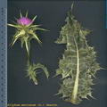 Milk thistle 的图片