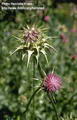 Milk thistle 的图片