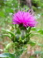 Milk thistle 的图片