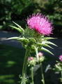 Milk thistle 的图片