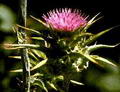 Milk thistle 的图片