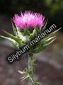 Milk thistle 的图片