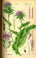 Milk thistle 的图片