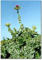 Milk thistle 的图片
