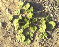 Common mallow की तस्वीर