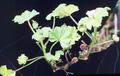 Common mallow की तस्वीर