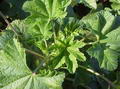 Common mallow की तस्वीर