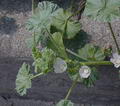 Common mallow की तस्वीर