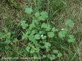 Common mallow की तस्वीर