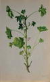 Common mallow की तस्वीर