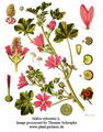 Common mallow की तस्वीर