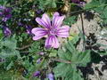Common mallow की तस्वीर