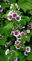 Common mallow की तस्वीर
