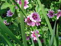 Common mallow की तस्वीर