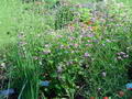 Common mallow की तस्वीर