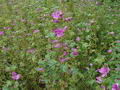 Common mallow की तस्वीर