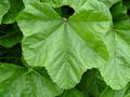 Common mallow की तस्वीर