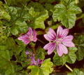 Common mallow की तस्वीर